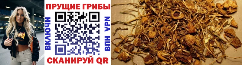 Галлюциногенные грибы GOLDEN TEACHER  Фрязино 